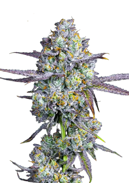 Greasemonkey-1 - Readers And Healers Inc. Marijuana Bud