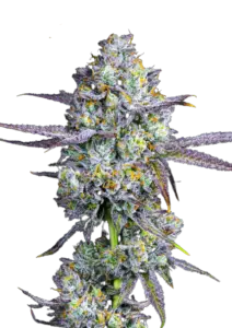 Marijuana Bud